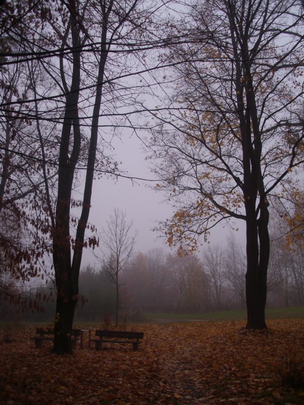 Осень в парке - Olga Taube