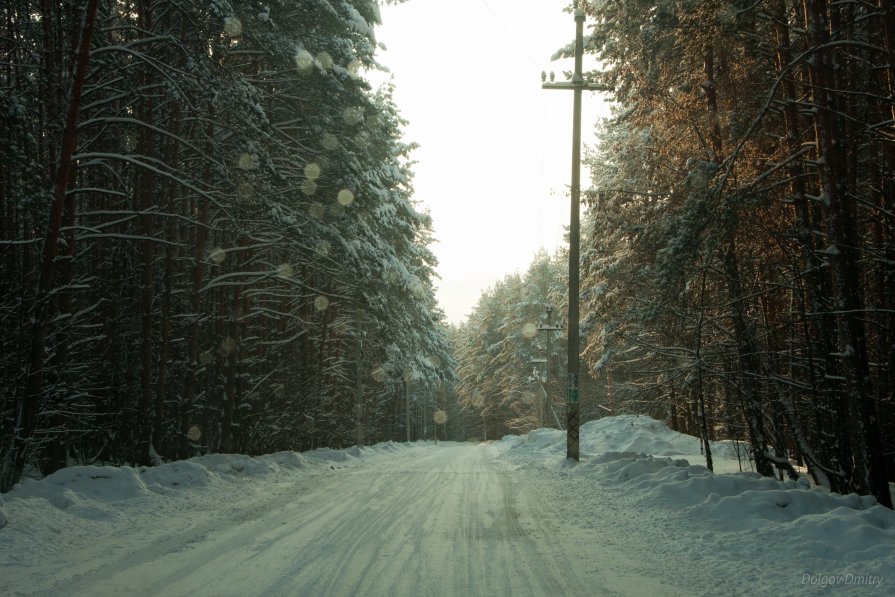 Зимний лес - Дмитрий Долгов