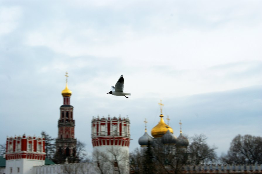 Чайка над Новодевичьим монастырем - Вероника Ю