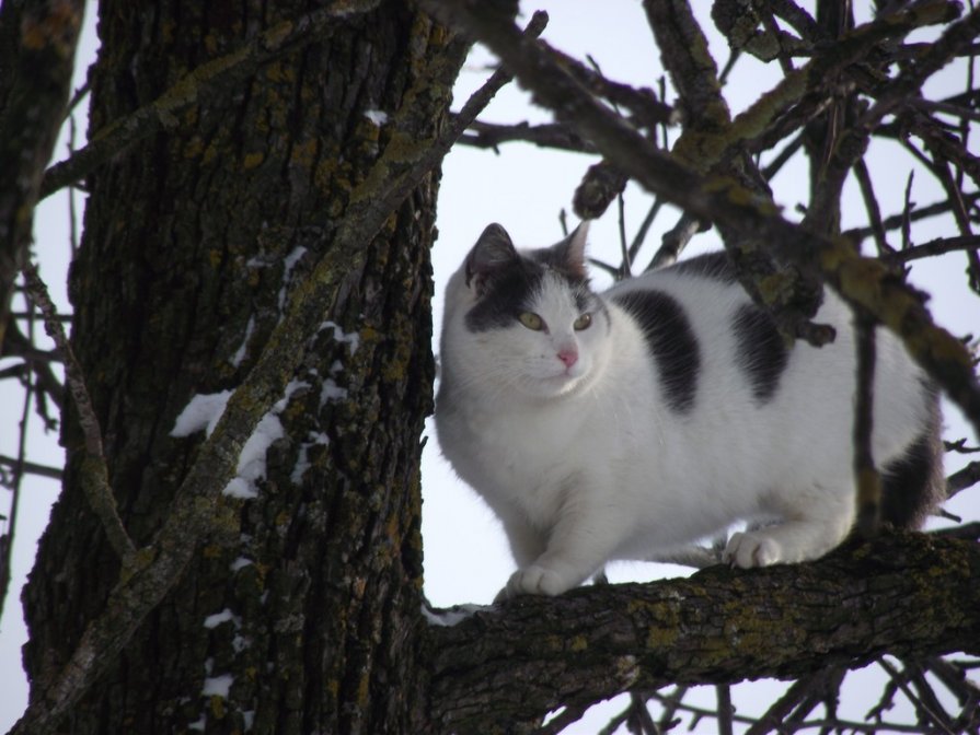 Кошка на дереве - Liubov Garkusha