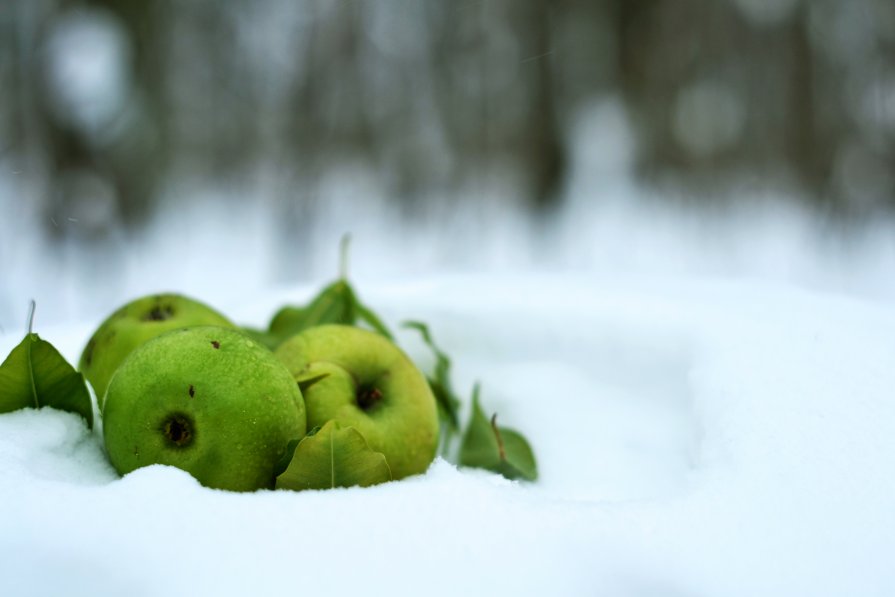 яблоки на снегу - Игорь Кузьмук