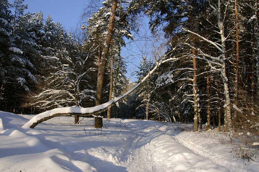 зимний лес - Виктория Колпакова