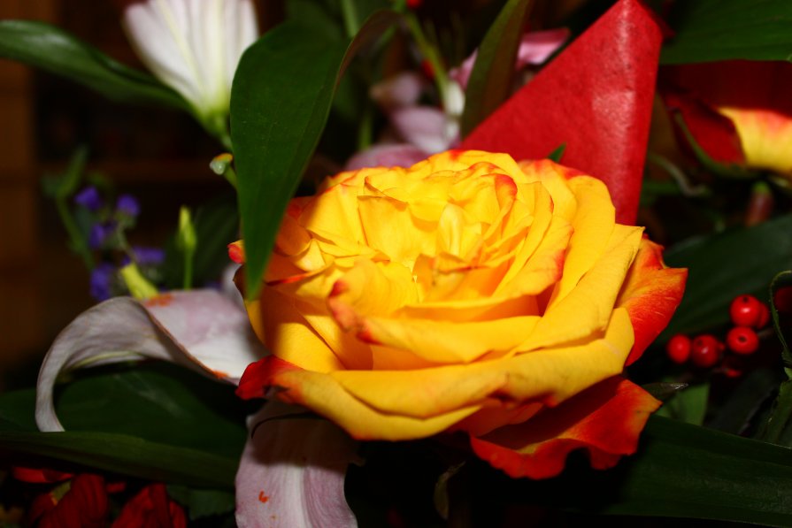 Нежный цветок- роза - Анастасия Стародубцева
