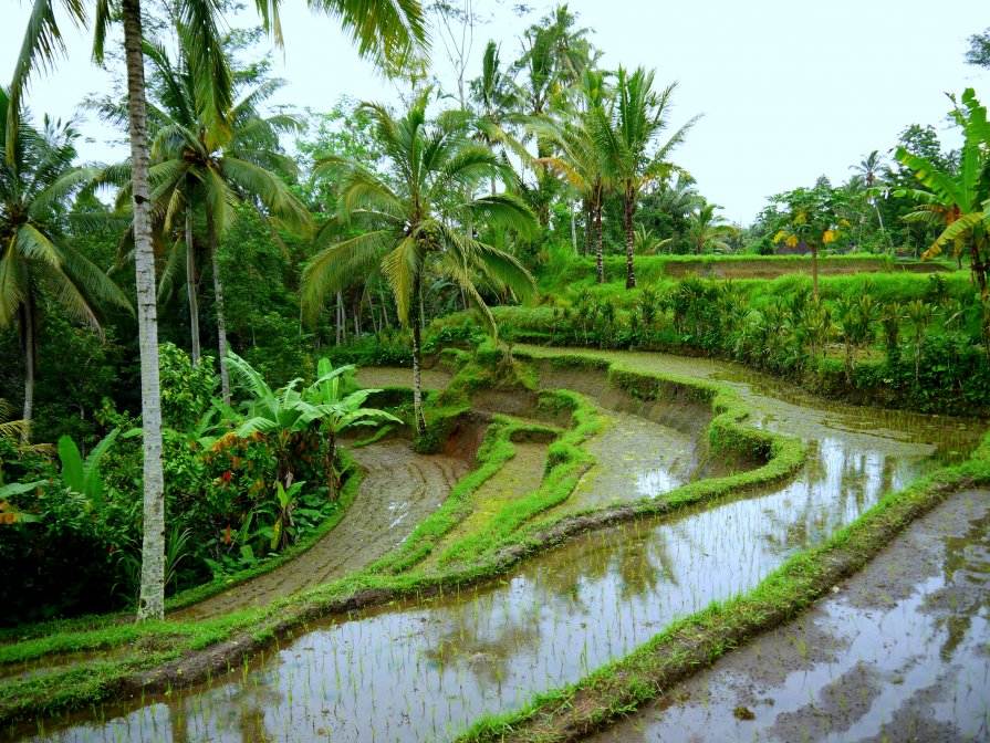 рисовые поля бали - валерий телепов