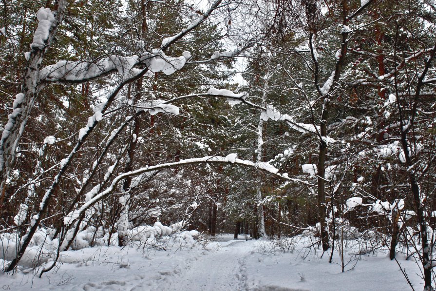 Лыжня - Александр Садовский