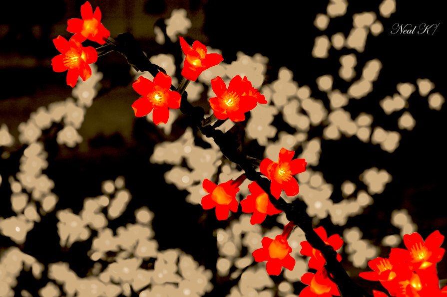 Red Flower - Neal К