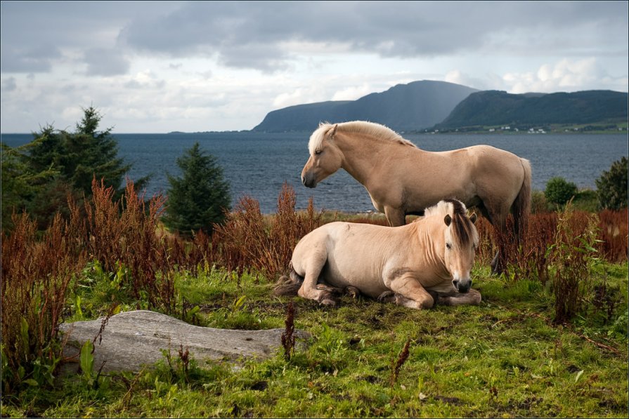 Грустные норвежские лошадки - Александр Константинов