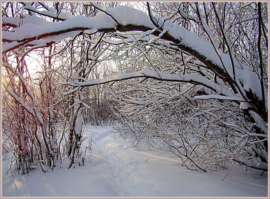 Прогулка в зимнем лесу - Елена Перевозникова