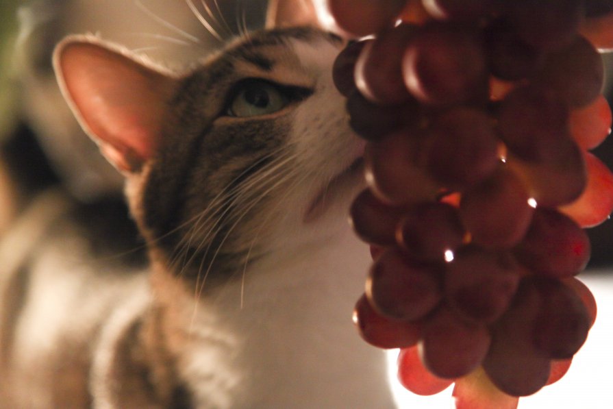 кот и виноград - Екатерина Елагина