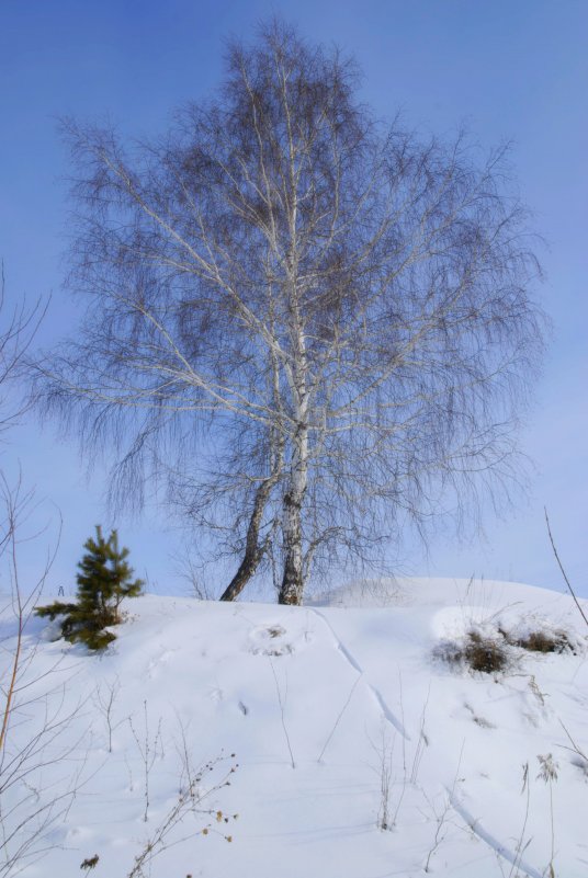 Синее небо, белый снег - Василий Данило