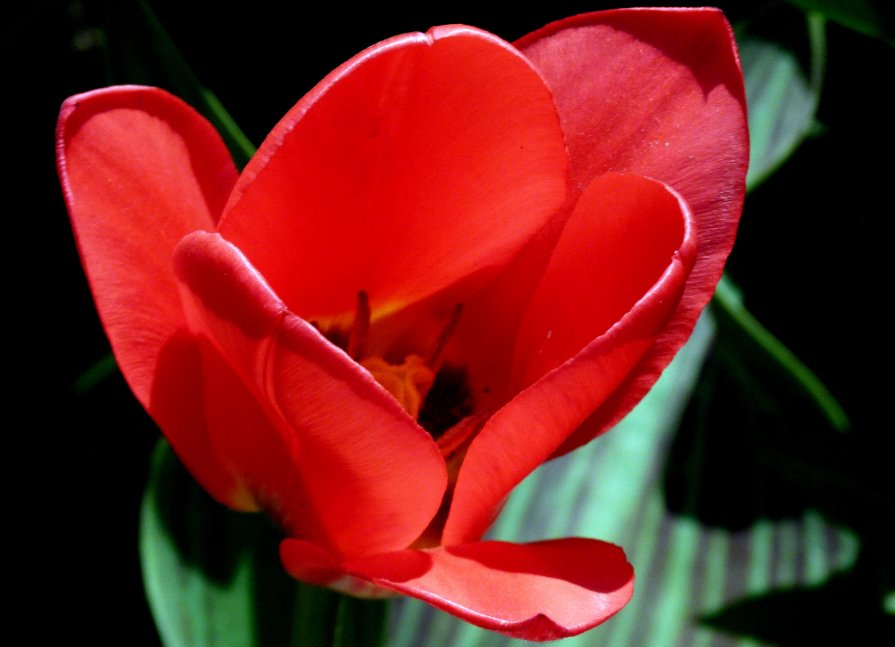 Tulip Тюльпан - Андрей Миткевич
