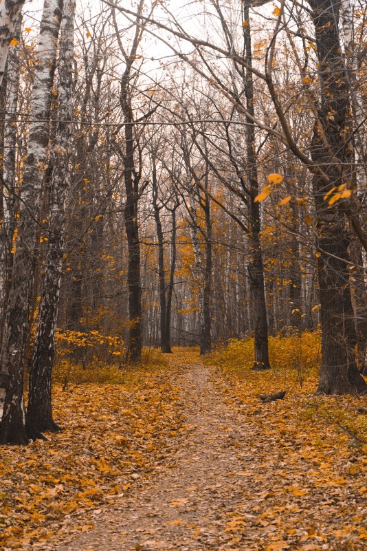 Осень в парке - Kirill Osin