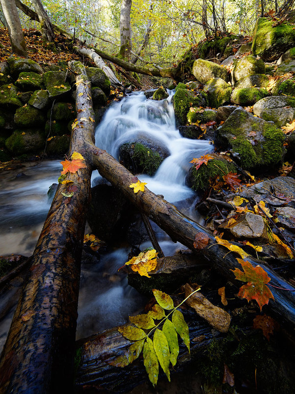 Осень в лесу - Vasiliy 