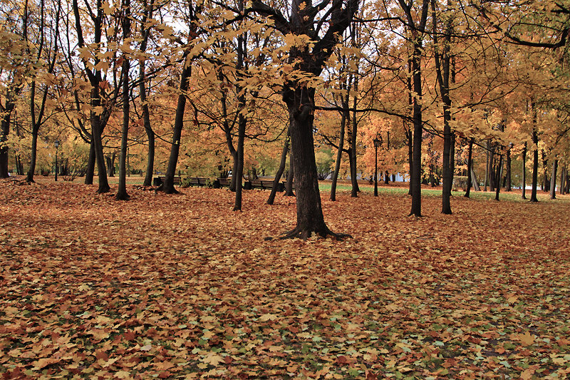 Осень в парке - Nikolay Monahov