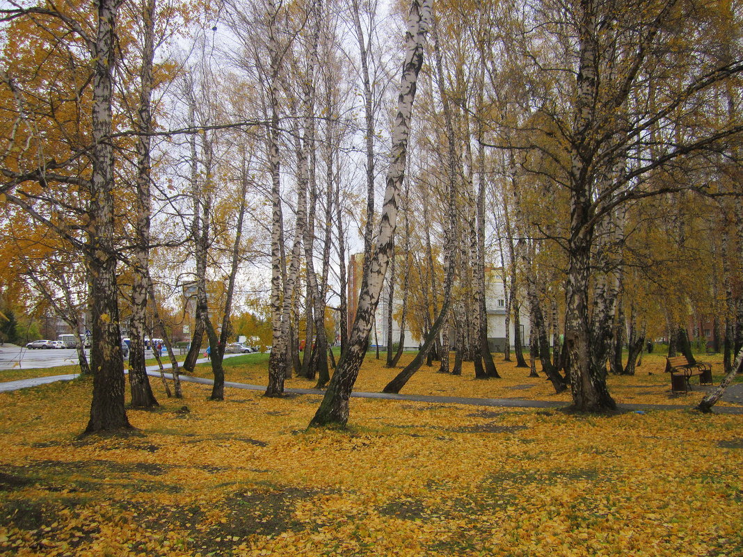 Осень в берёзовой роще . - Мила Бовкун