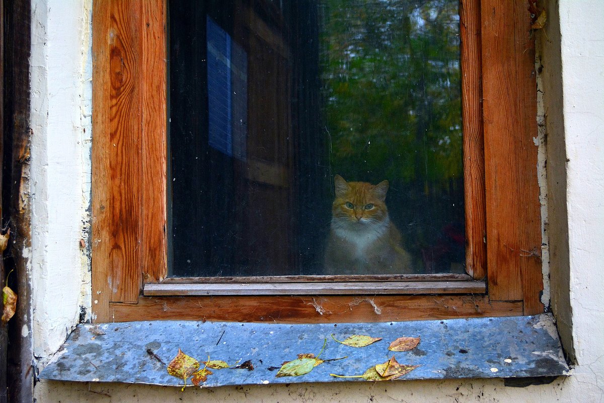 Осень и кот. - Надежда Павлючкова