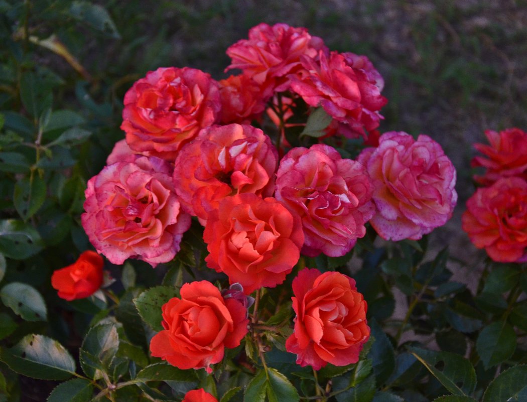 Розы на закате - Елена Солнечная