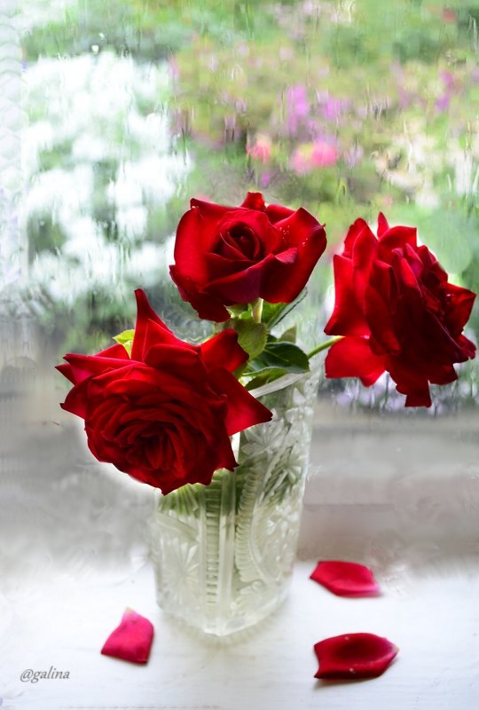 О красных розах... - galina tihonova