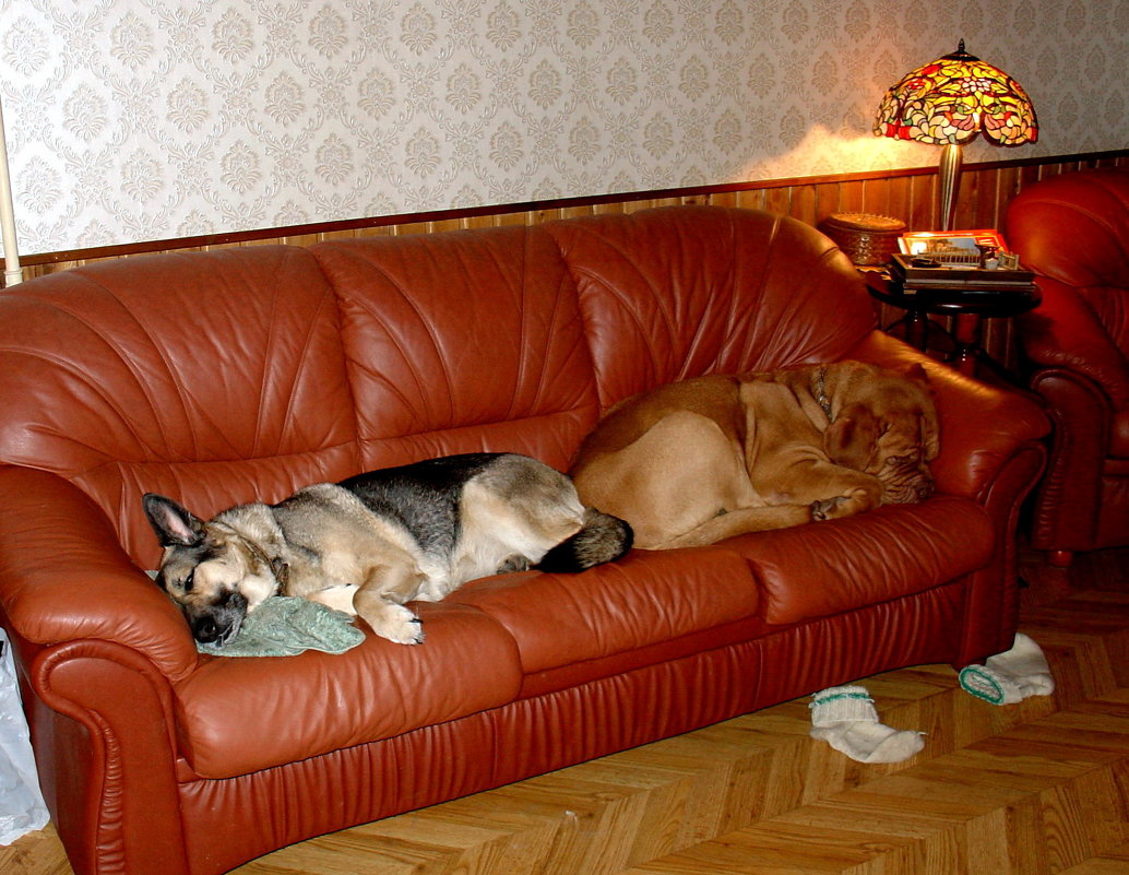 Домашняя собака на диване