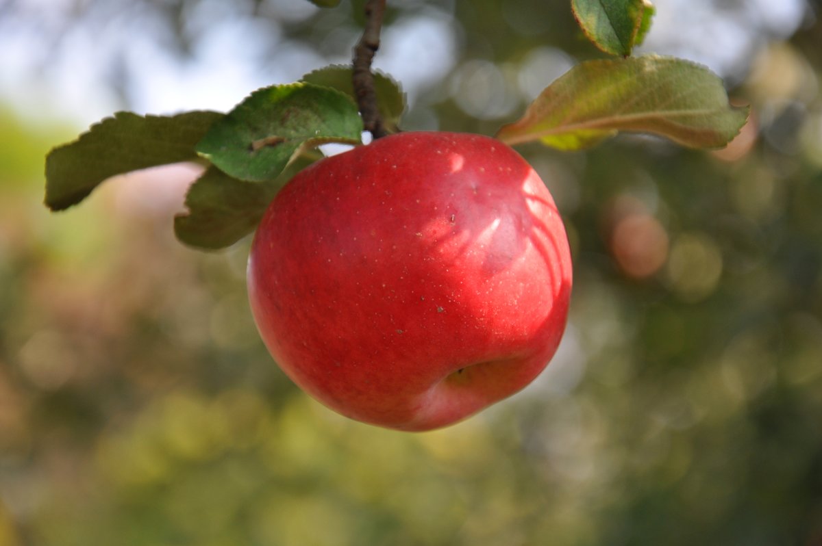 Красное яблочко - Анна :)
