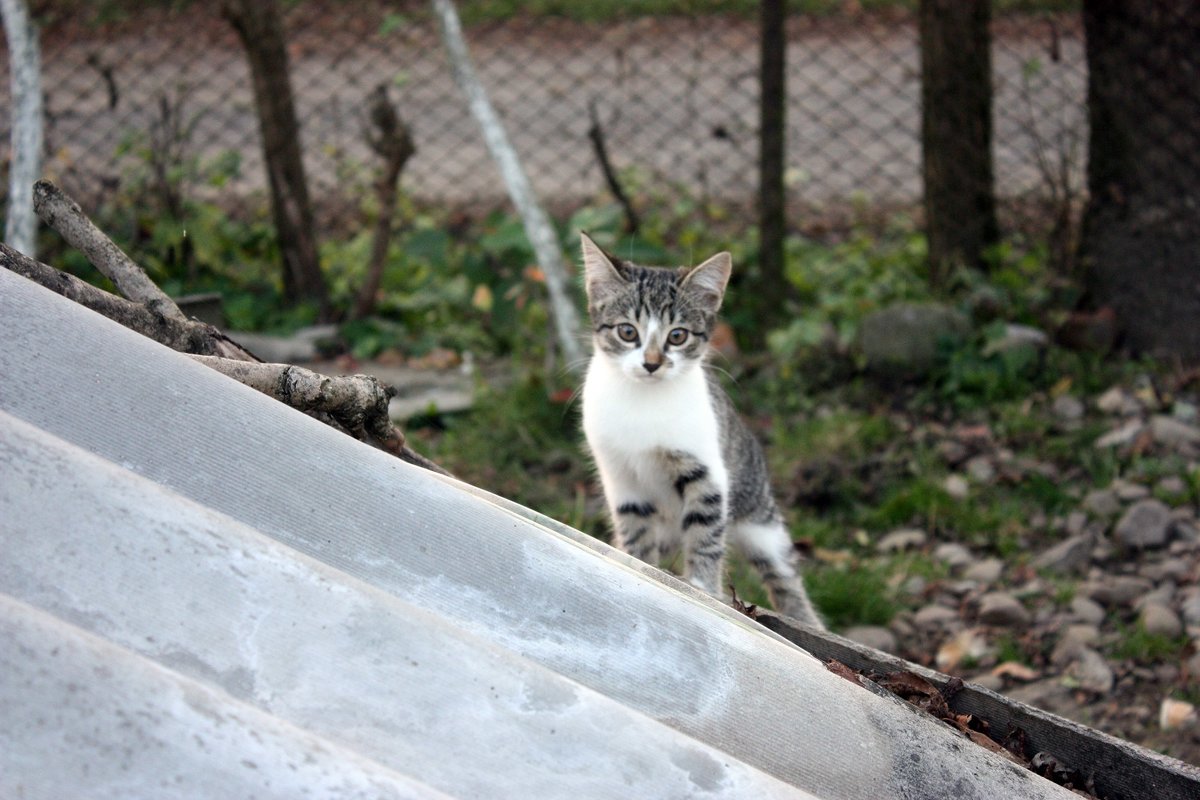 Если кошке не удалось поймать мышь, она делает вид, что погналась за листиком (Шарлотта Грей) - Яна Гоголь