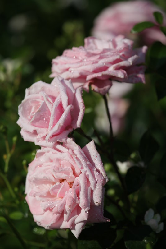 Розы в моем саду. - Irina Fabien