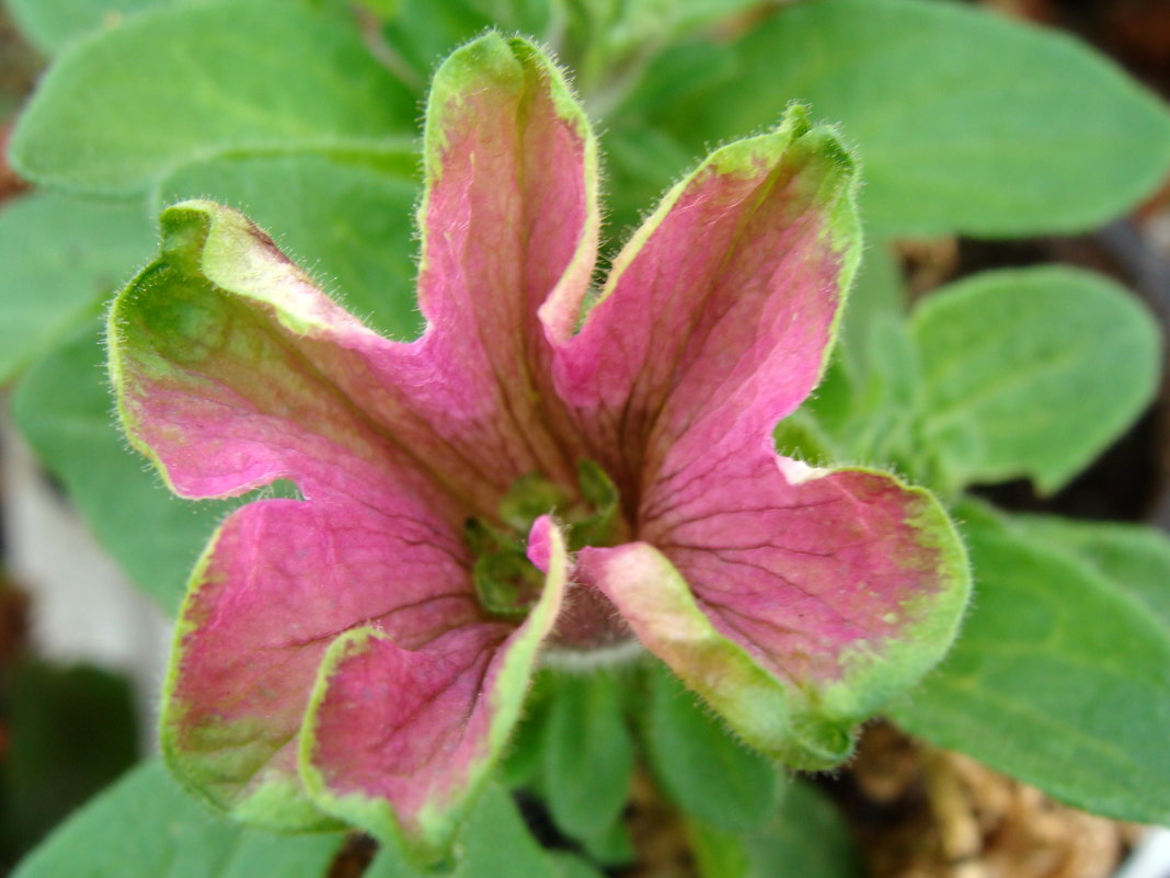 Mystical Wicked Purple Petunia - laana laadas