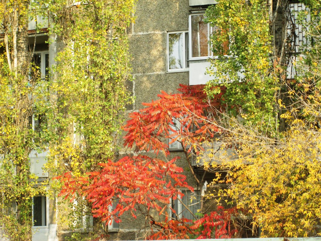 Осень в городе - Самохвалова Зинаида 