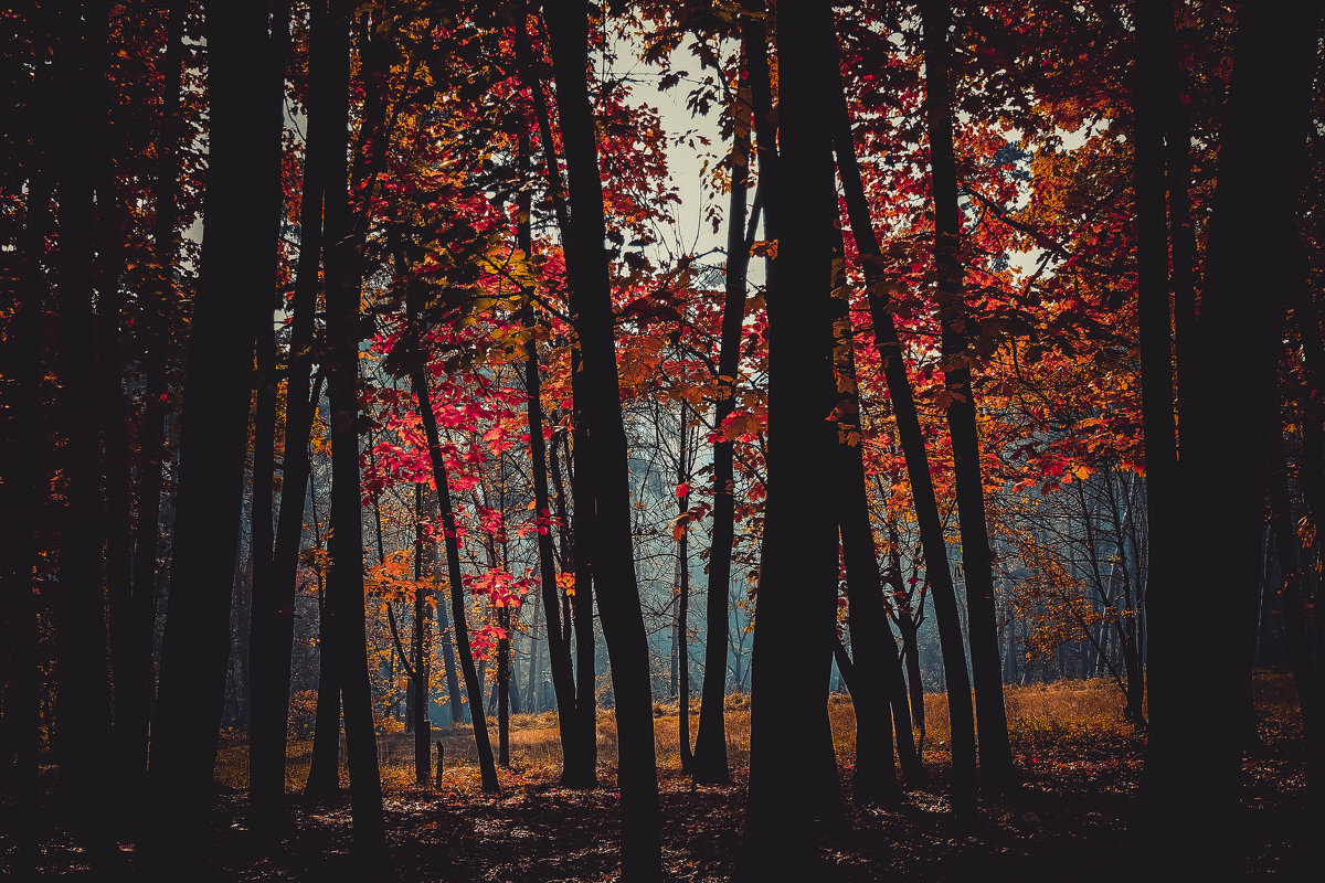Осенний лес - Виктория 