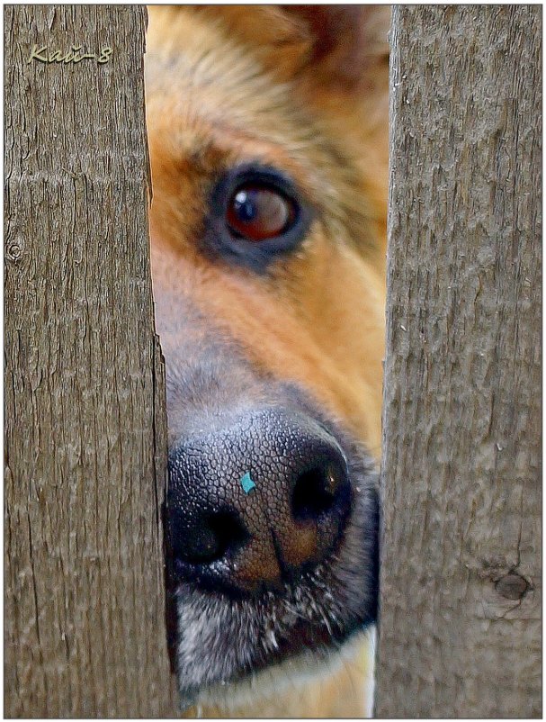 Любопытный нос соседского пса... - Кай-8 (Ярослав) Забелин