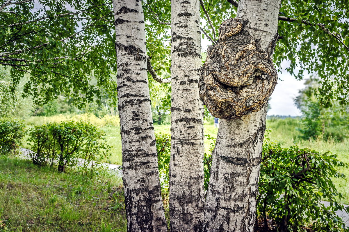 ? - Николай Мухачев