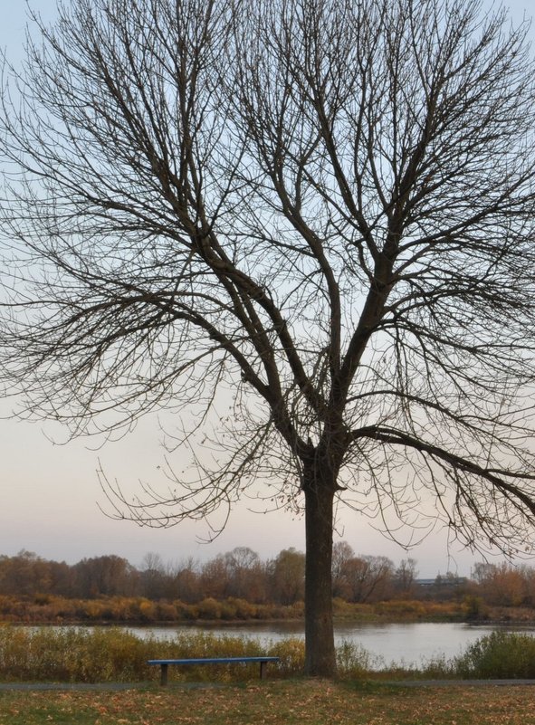 Осеннее дерево - Илья Любименко