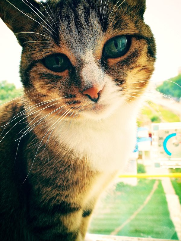My cat - Юлия Энвие