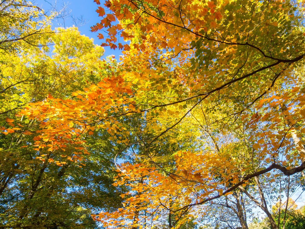 Colors of the Fall - Vadim Raskin