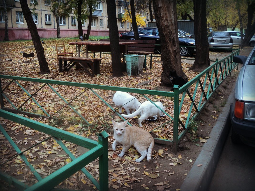 Осенний марафон - Ольга Кривых
