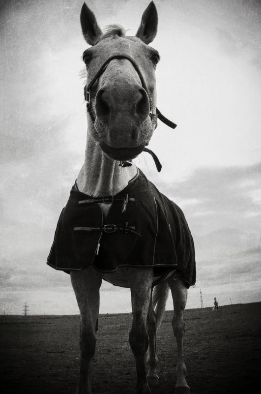 Конь ,в пальто !)) - Маry ...