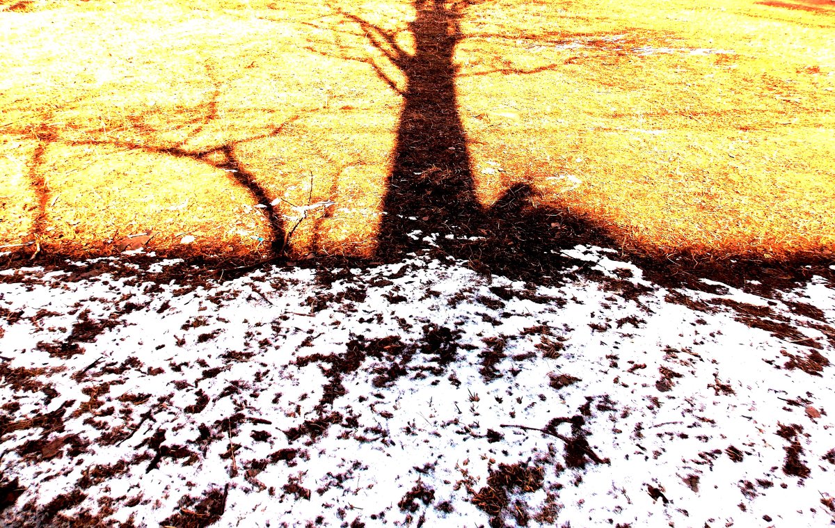 Где дерево,  от которого падает тень? - Фотогруппа Весна