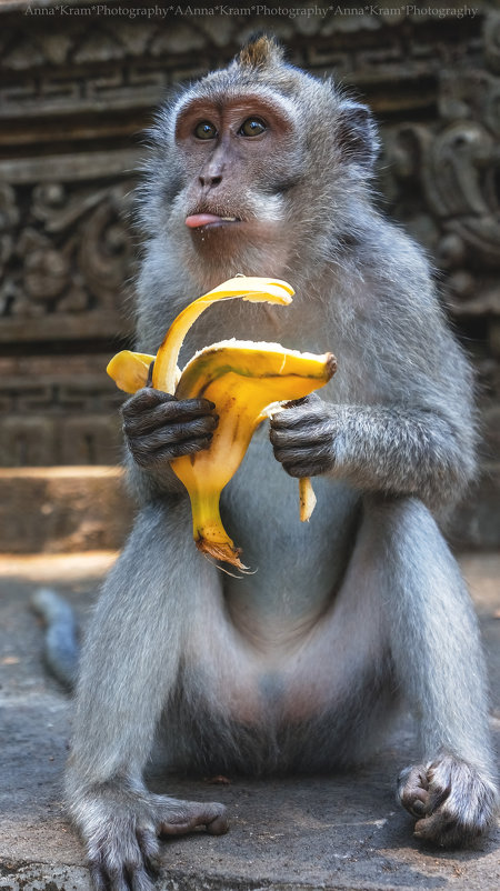Sangeh Monkey Forest Bali - Anna Kramchatkina
