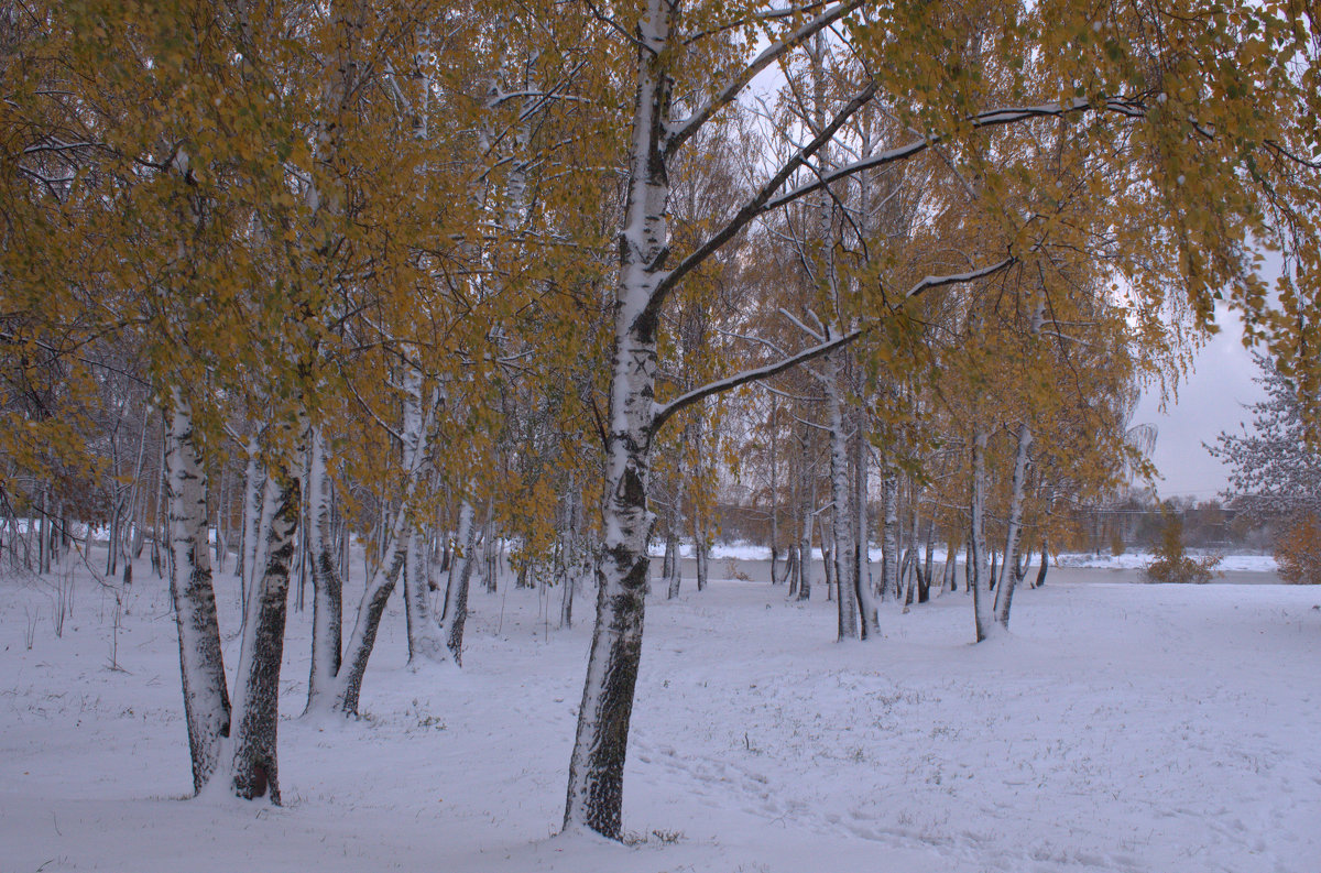 Октябрьские березы в снежном уборе - Татьяна Ломтева
