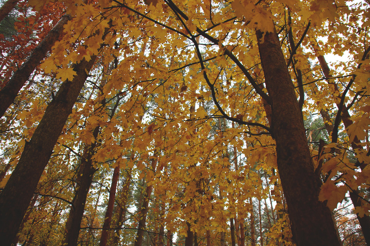 Безумно красивая осень,те такая как обычно, атмосферная - Наталья Солженикина