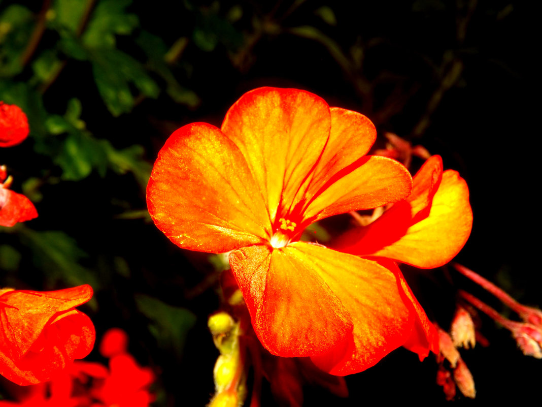Красив перелив цветка - Елизавета Белянина