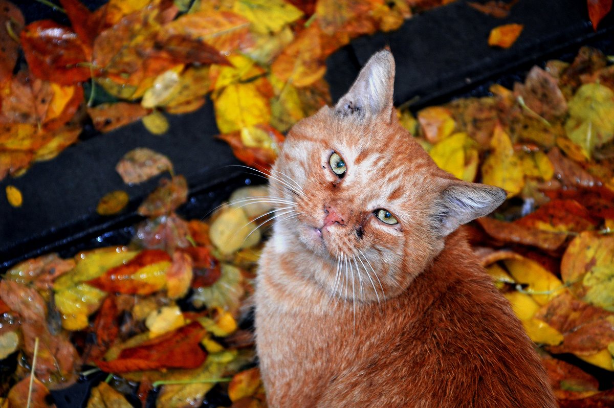 Портрет кота в осеннем интерьере - Игорь Попов