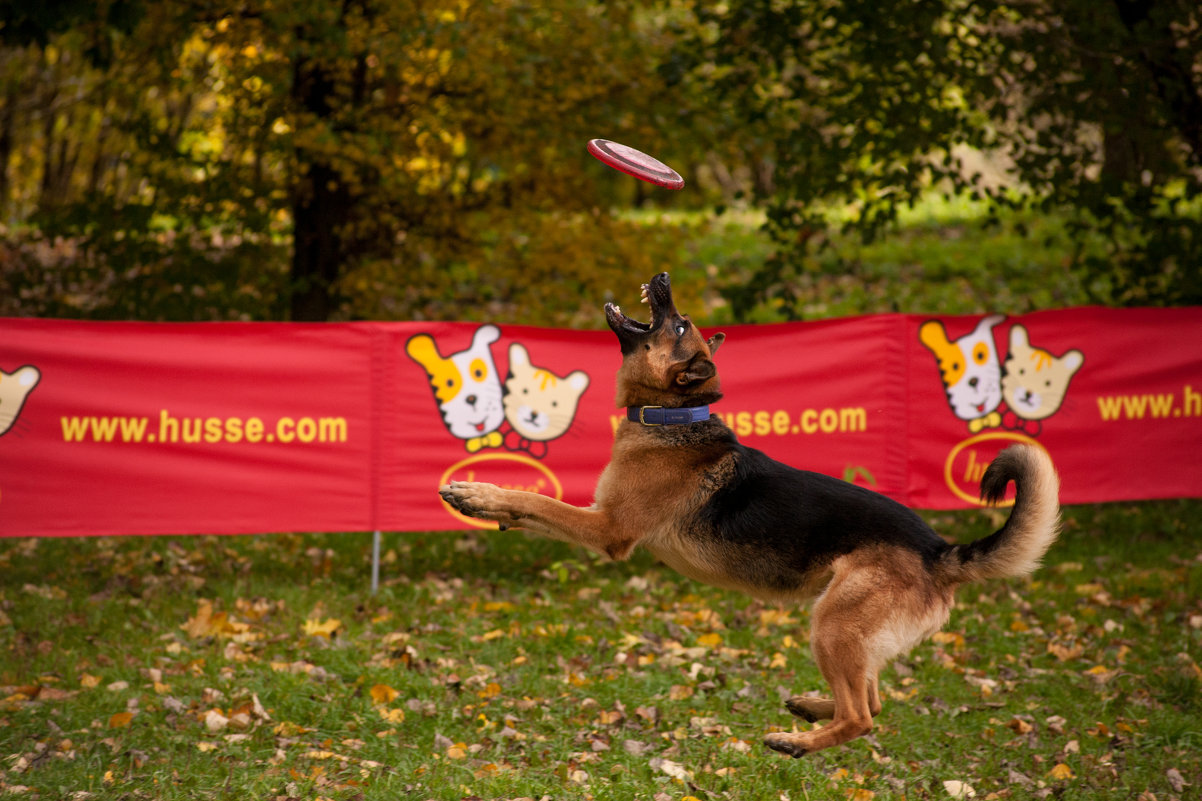 Dog frisbee - Ольга Сковородникова