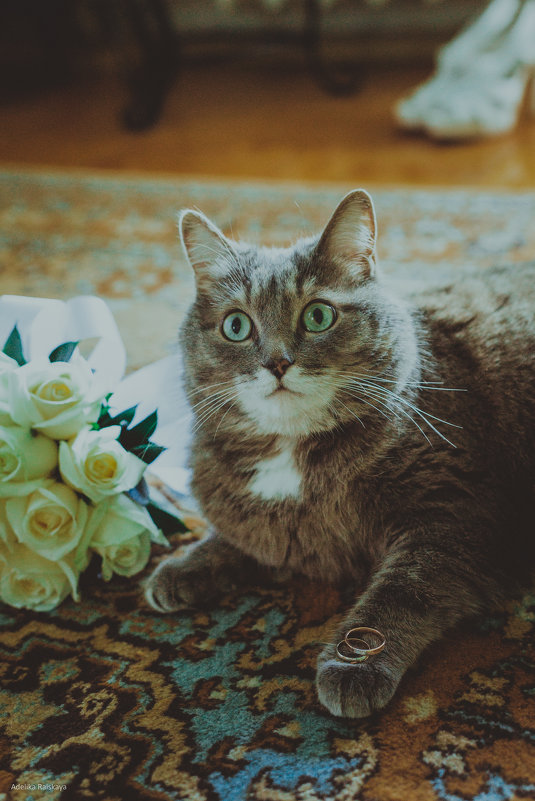 Свадебный котик - Аделика Райская