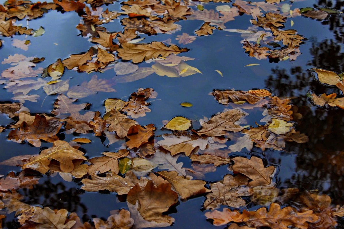 Вода и листва - Полина Калинкина