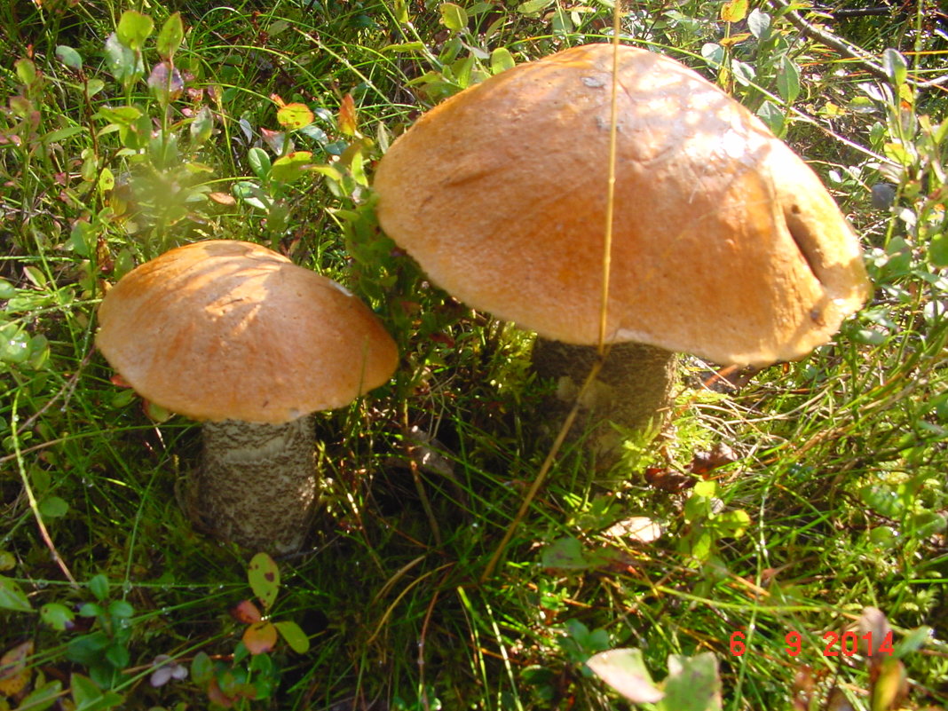 Sweden mushrooms 01 - Borut Pahor 