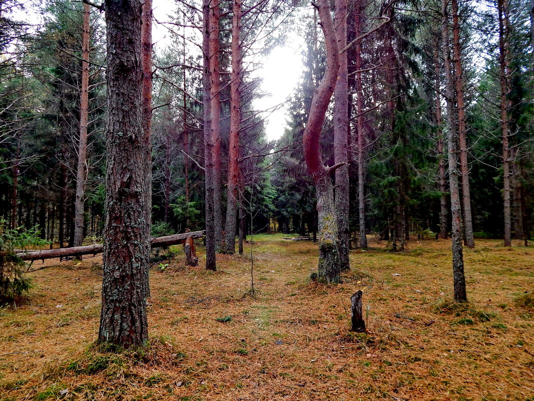 в лесу - Валентина Папилова