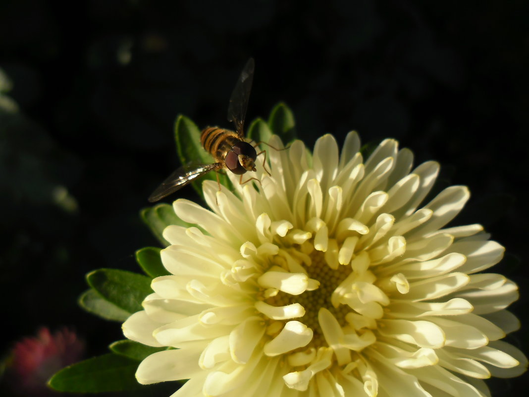 Чудесная пчёлка - Анастасия 