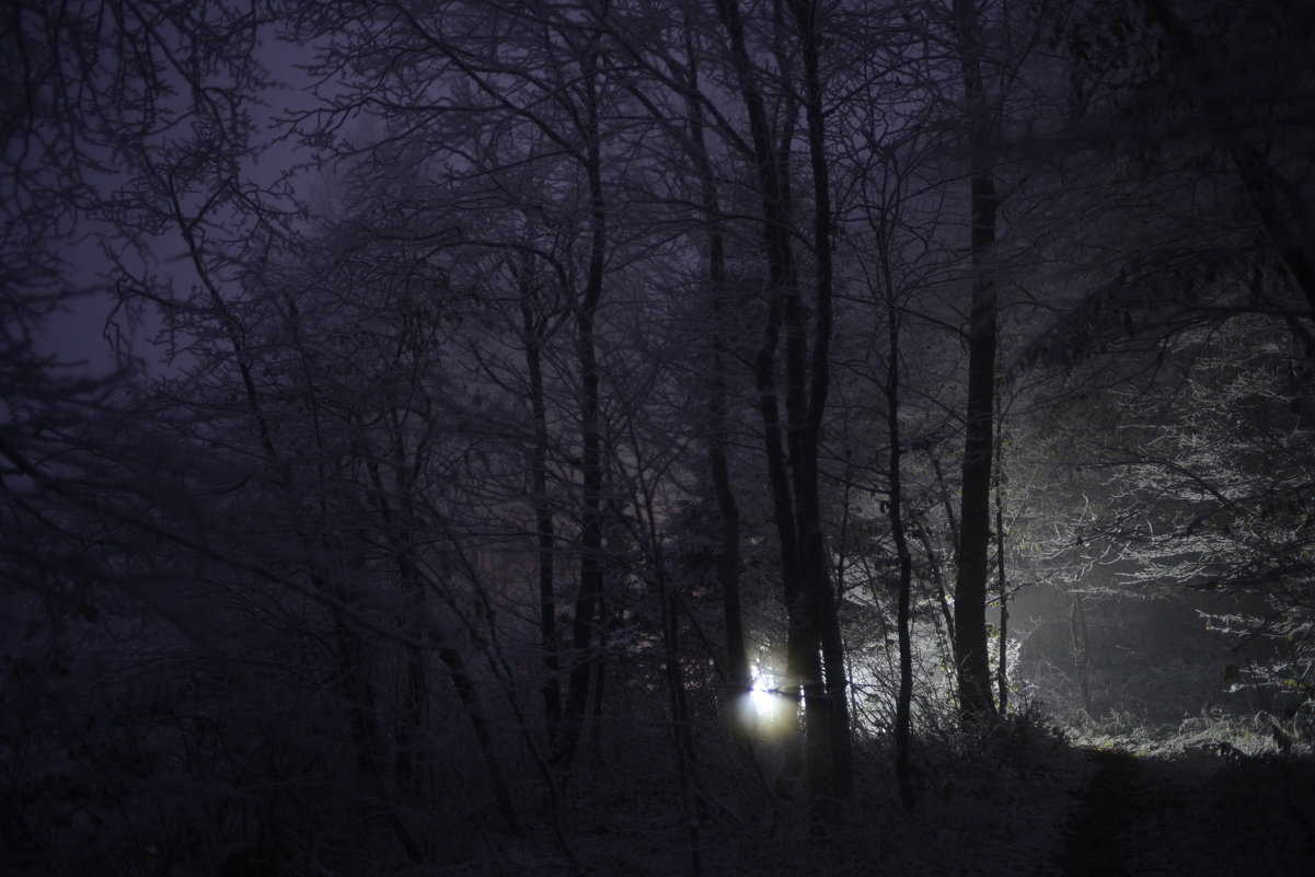 Ночь в лесу - Медведев Сергей 