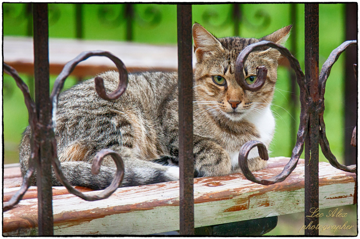 Кот в парке - Leo Alex Foto